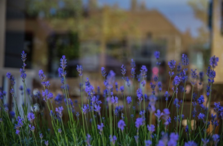 Lavender Views